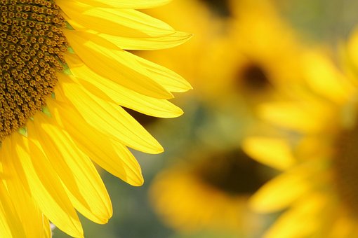Free Sunflower Flower Wallpaper photo and picture