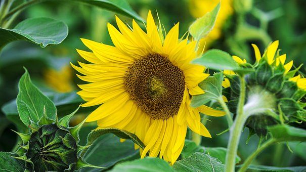 Free Sunflower Flower photo and picture