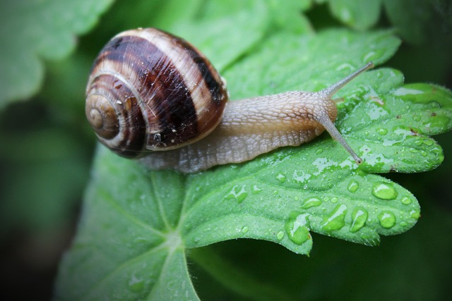 Free Snail Flower Background photo and picture
