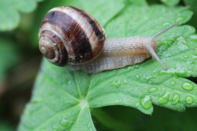 Free Snail Garden photo and picture