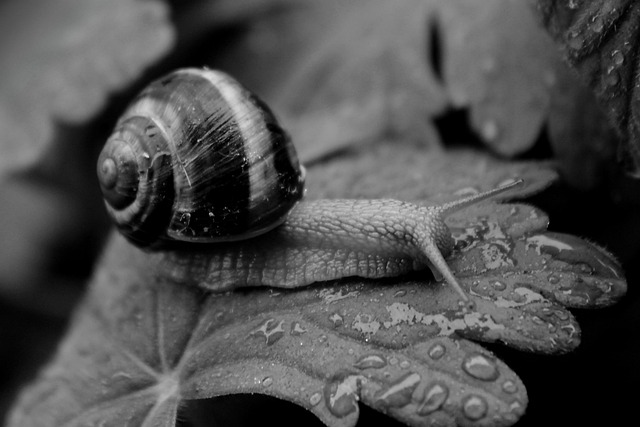 Free Snail Garden photo and picture