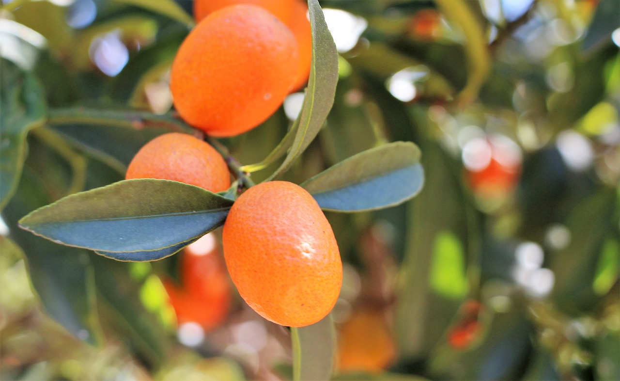 60+ Free Kumquat &amp; Fruit Images - Pixabay