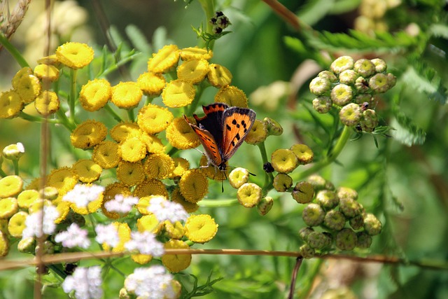 Free Butterfly Beautiful Flowers photo and picture