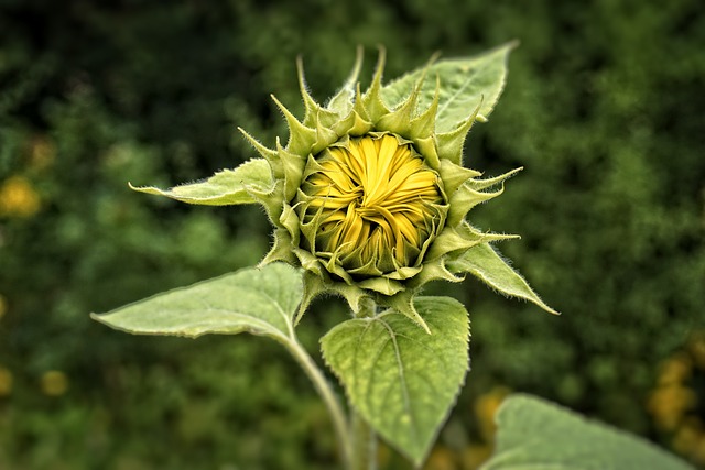 Free Flower Blossom photo and picture