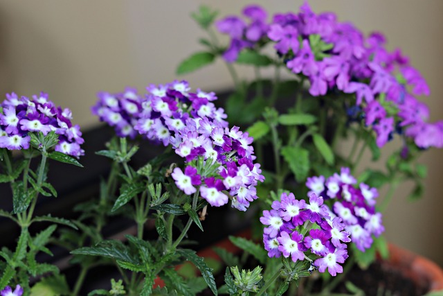 Free Flower Flower Background photo and picture