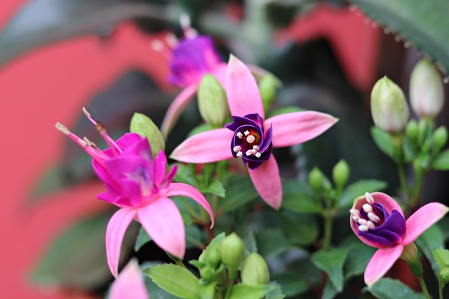 Free Flower Flower Wallpaper photo and picture