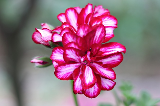 Free Geranium Beautiful Flowers photo and picture