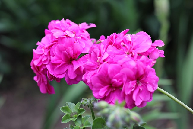Free Geranium Flower photo and picture