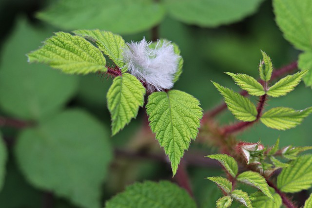 Free Leaves Plant photo and picture