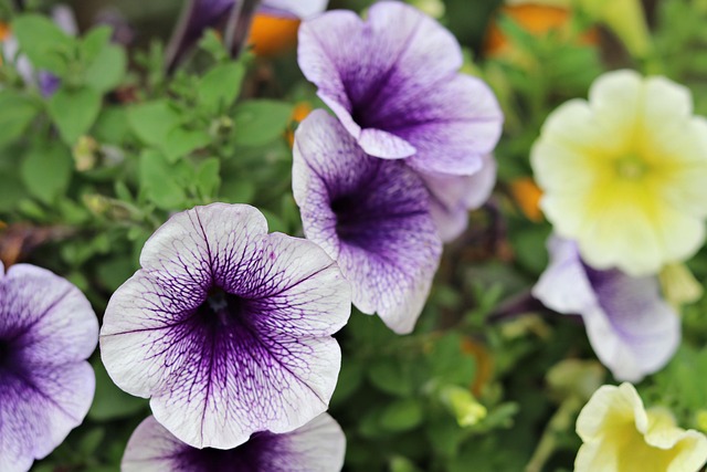 Free Pansies Flower Wallpaper photo and picture