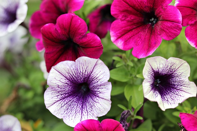 Free Pansies Beautiful Flowers photo and picture
