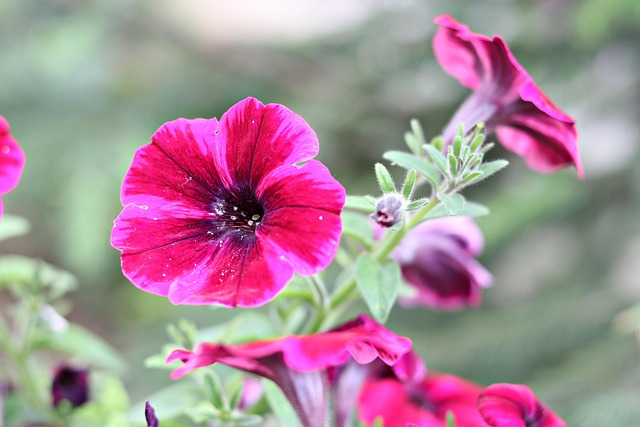 Free Pansies Flower Background photo and picture