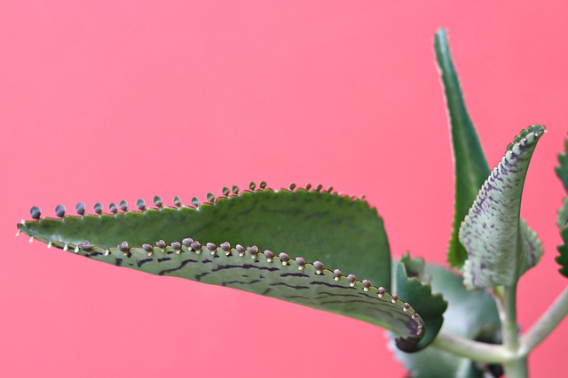 Free Plant Nature photo and picture