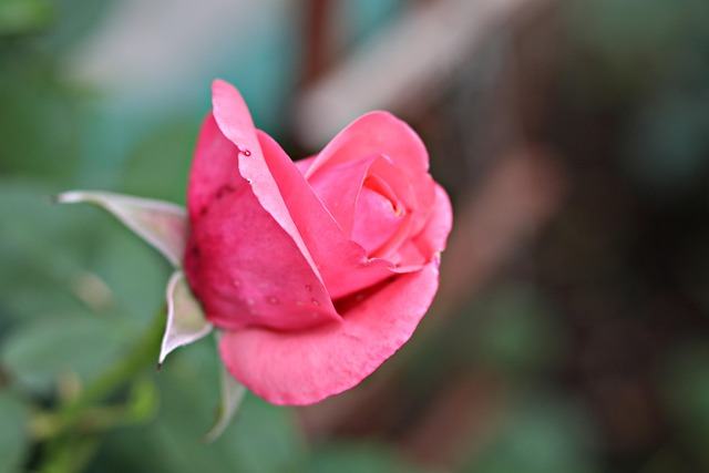 Free Rose Flower photo and picture