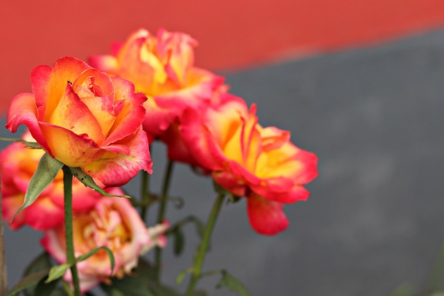 Free Rose Flower Wallpaper photo and picture