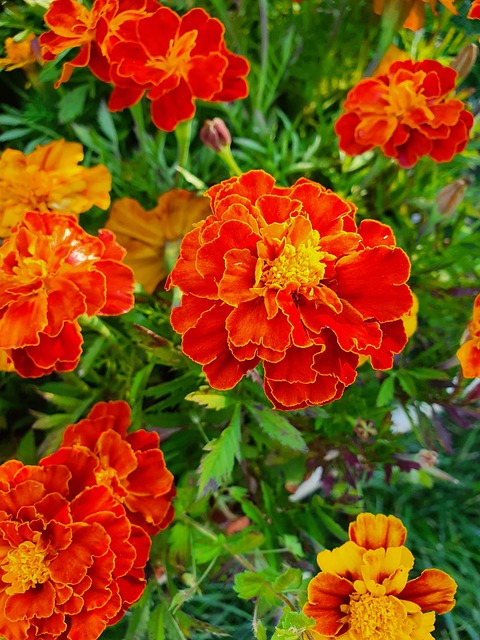 Free Flower Beautiful Flowers photo and picture