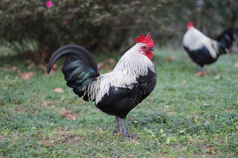 Hahn Chicken Bird - Free photo on Pixabay - Pixabay