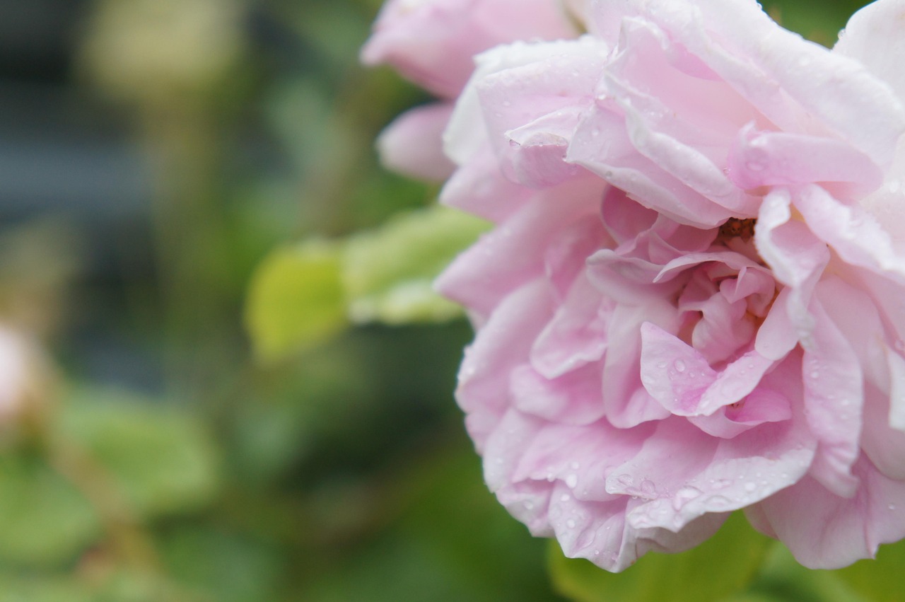 rose-fleurs-p-tale-photo-gratuite-sur-pixabay-pixabay