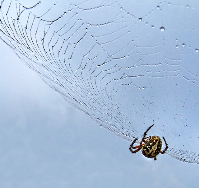 Free spider spider web insect illustration