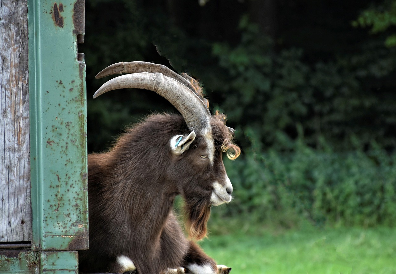 10000+ gratis bilder av Goat Meat og Geit - Pixabay