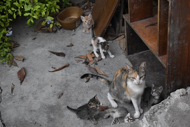 Katzen, Kätzchen, Griechisch, Niedlich
