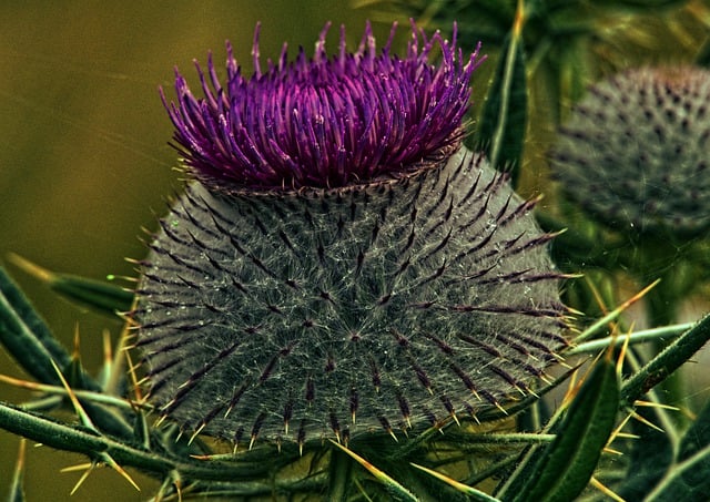 Download free HD stock image of Scraping Thistle Thistle Free scraping thistle thistle flower illustration