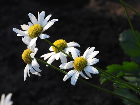 Free Daisy Flowers photo and picture