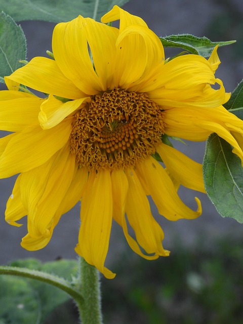 Free Sunflower Flower photo and picture