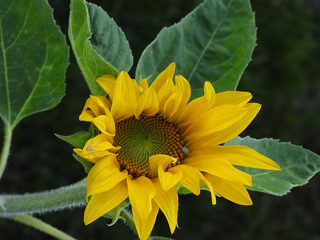 Free Sunflower Flower photo and picture