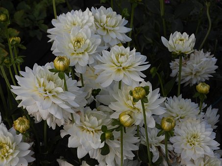 Free Dahlias Flowers photo and picture