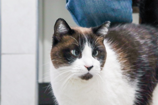 Free Cat Pet photo and picture