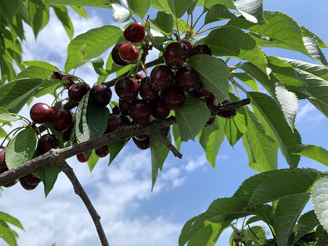Free Cherries Bunch Of Cherries photo and picture