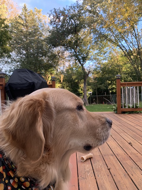 Free Dog Golden Retriever photo and picture