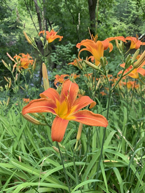 Free Flower Orange Day Lily photo and picture