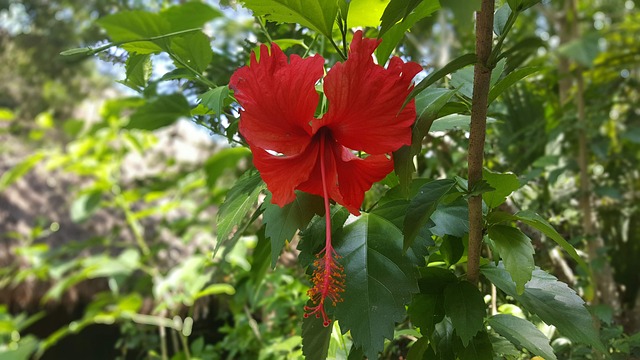 Free Hibiscus Flower photo and picture