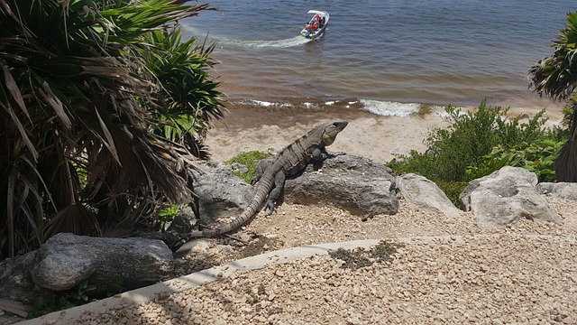 Free Iguana Beach photo and picture