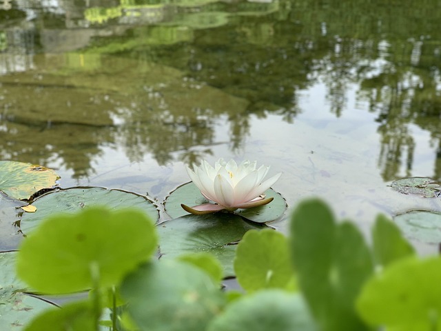 Free Water Lily Lily Pad photo and picture