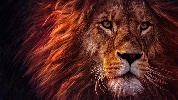 León, Naturaleza, Animal, Mamífero