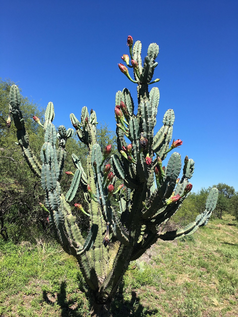 Cactus Figues De Barbarie