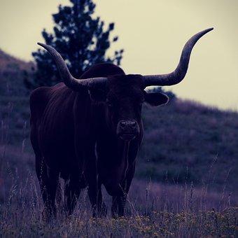 Stier, Tier, Natur, Hörner, Wald Bull