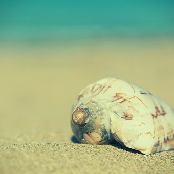 Hülse, Sand, Nahaufnahme