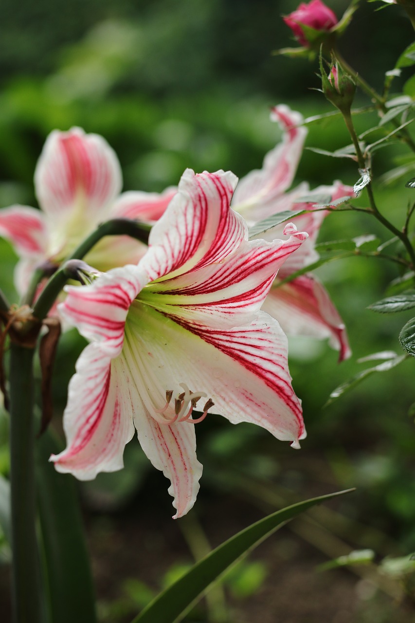 flower-fresh-garden-free-photo-on-pixabay-pixabay