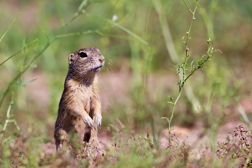 Gopher Rodent Standing Free photo on Pixabay Pixabay