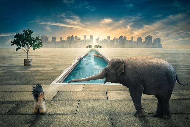 Free Elephant Dog photo and picture