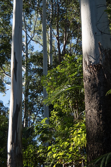 Free Rain Forest Forest photo and picture