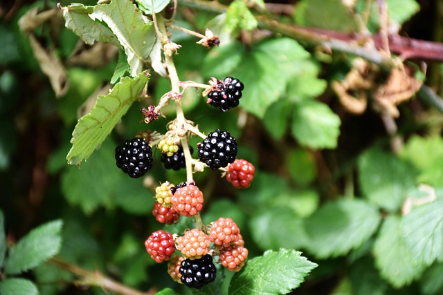 Moras, Mora, Comida, Fruta, Bayas, Nuevo
