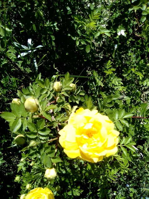 Rose Mawar Kuning Taman - Foto gratis di Pixabay