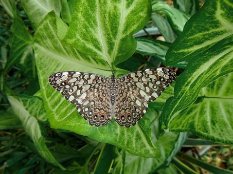 Free Butterfly Animals photo and picture