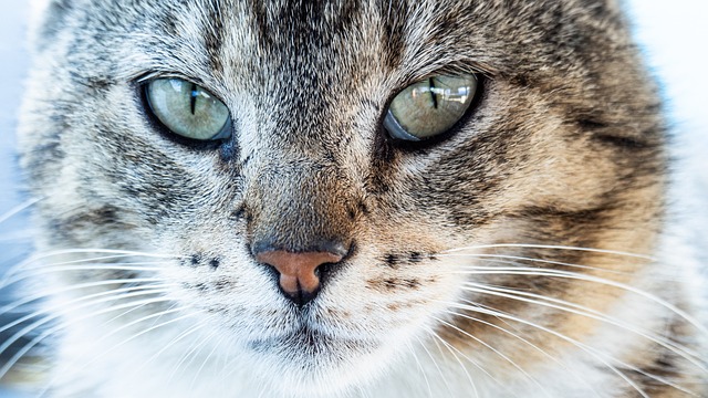 Katze, 4K-Hintergrundbild