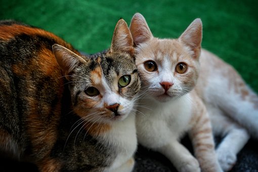 Free Cat Pet photo and picture